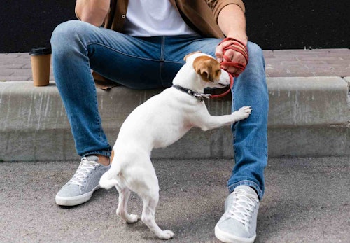 犬が前足で ちょいちょい してくる理由は 行動の裏にある心理を解説 獣医師監修 わんクォール 犬が前足で ちょいちょい してくる理由は 行動の裏にある心理を解説 獣医師監修 わんクォール