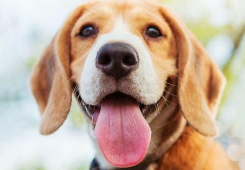 犬の食器のヌルヌルの正体は 正しい洗い方も紹介 獣医師監修 わんクォール 犬の食器のヌルヌルの正体は 正しい洗い方も紹介 獣医師監修 わんクォール