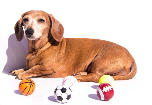 ミニチュア ダックスフンドの平均寿命は何歳 長生きさせる秘訣やかかりやすい病気について解説 獣医師監修 わんクォール ミニチュア ダックスフンドの平均寿命は何歳 長生きさせる秘訣やかかりやすい病気について解説 獣医師監修 わんクォール