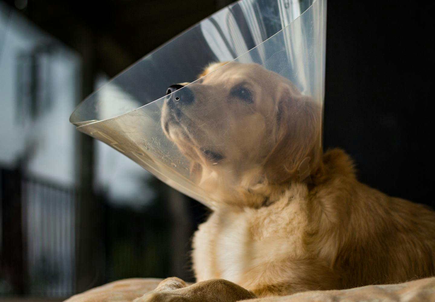 犬が火傷 やけど をしたとき どうすれば 原因と応急処置 予防法について解説 獣医師監修 わんクォール