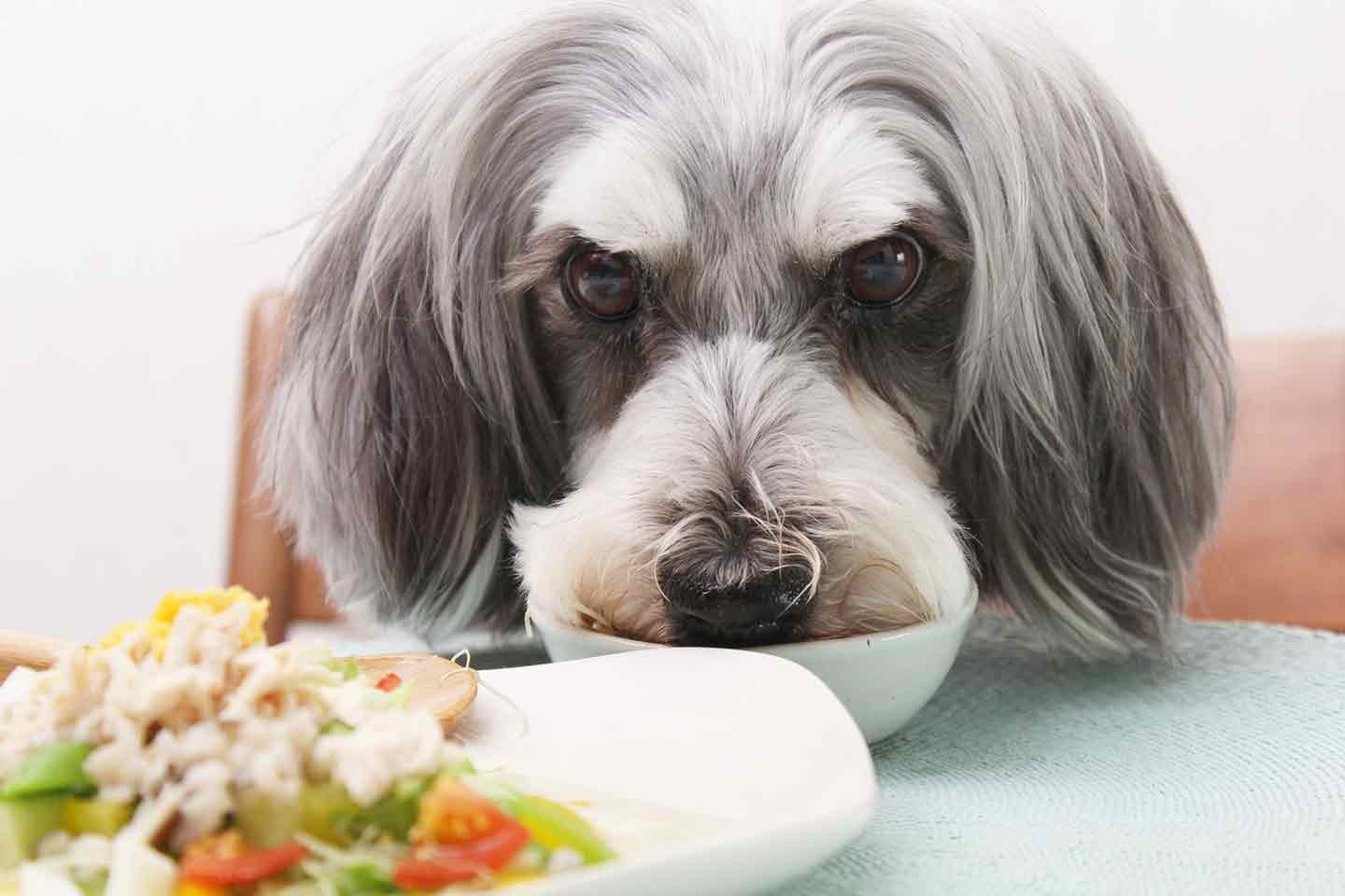 愛犬用ささみスープサラダを食べる犬