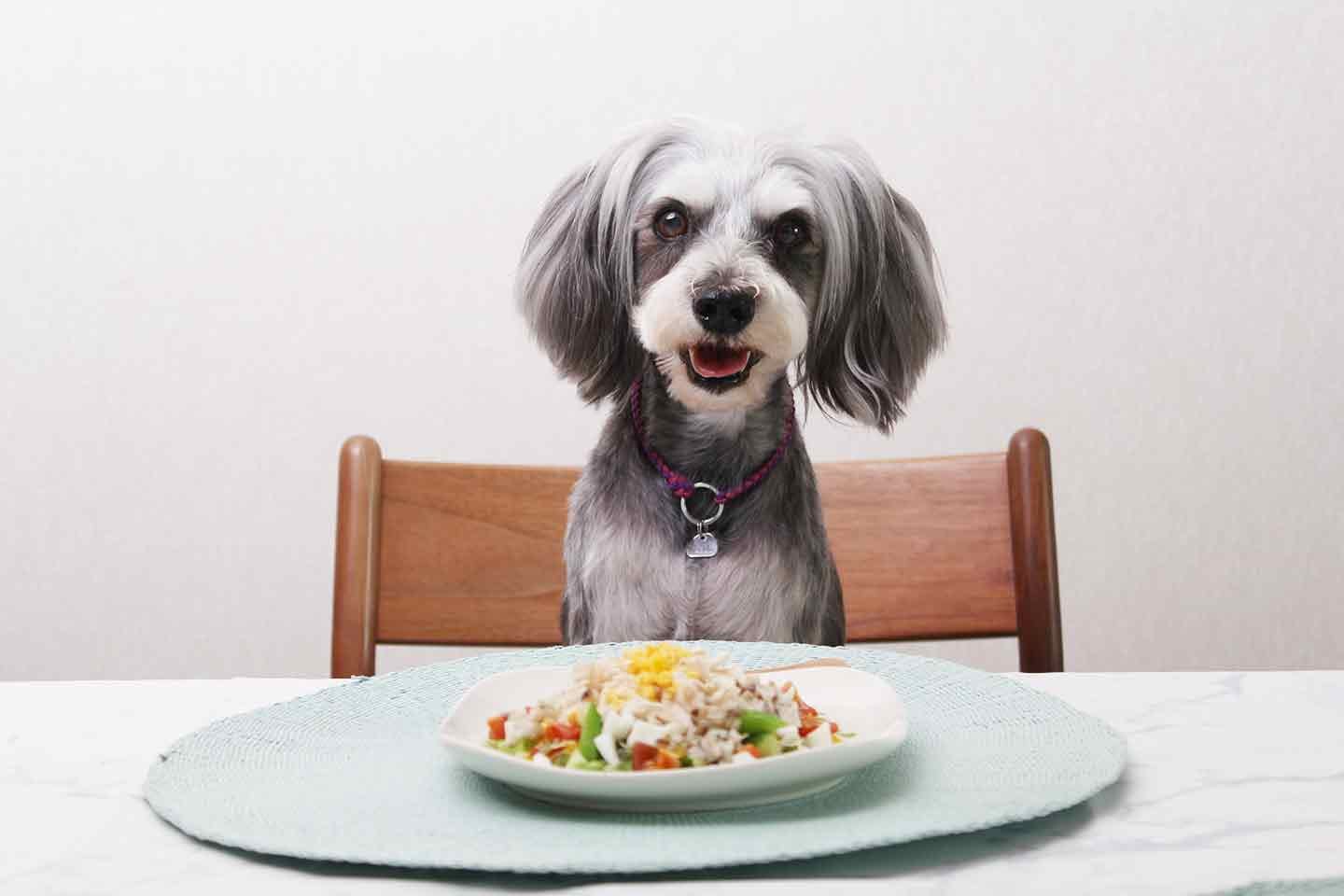 水分補給おやつ 超簡単 愛犬用カラフルゼリー ほぼゼロカロリーの寒天使用 お散歩に持っていける わんクォール