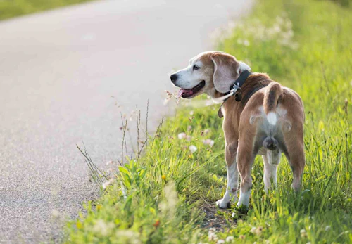 犬が火傷 やけど をしたとき どうすれば 原因と応急処置 予防法について解説 獣医師監修 わんクォール 犬が火傷 やけど をしたとき どうすれば 原因と応急処置 予防法について解説 獣医師監修 わんクォール