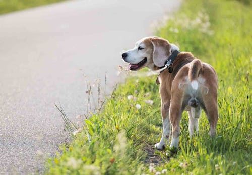 犬が火傷 やけど をしたとき どうすれば 原因と応急処置 予防法について解説 獣医師監修 わんクォール
