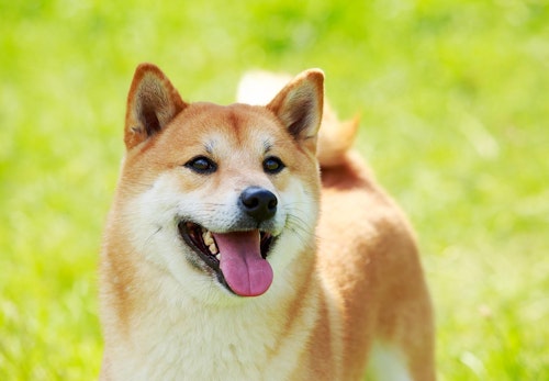 柴犬の平均寿命は何歳 長生きさせる秘訣やかかりやすい病気と予防方法について解説 獣医師監修 わんクォール 柴犬の平均寿命は何歳 長生きさせる秘訣やかかりやすい病気と予防方法について解説 獣医師監修 わんクォール