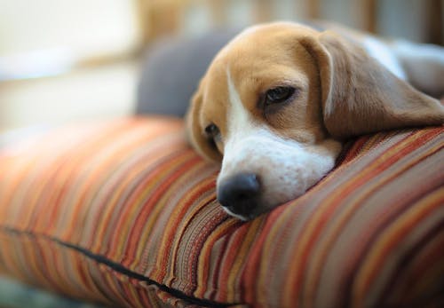 犬の腹水はなぜ溜まる 原因と病院に連れて行くべき症状 治療や予防法などを解説 獣医師監修 わんクォール 犬の腹水はなぜ溜まる 原因と病院に連れて行くべき症状 治療や予防法などを解説 獣医師監修 わんクォール