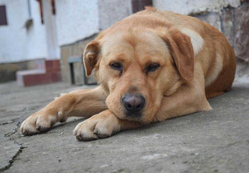 犬の尿路結石とは 原因と対処法 普段の生活での注意点などを解説 獣医師監修 わんクォール