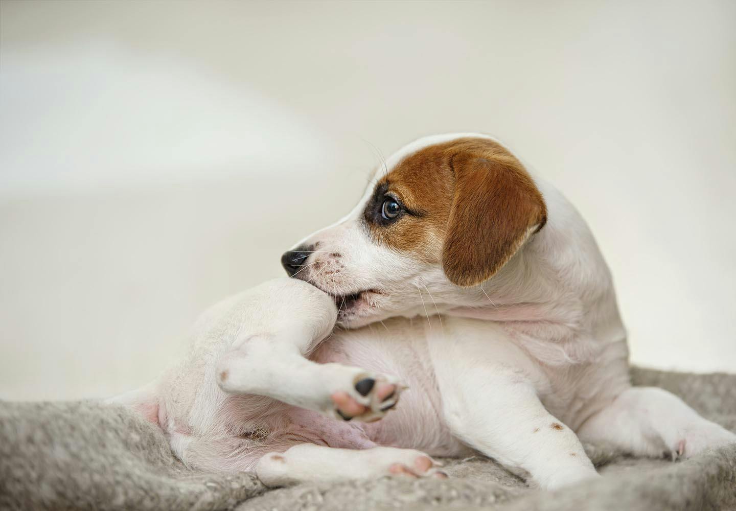 犬のアトピー性皮膚炎とは？症状や治療法、日常生活での注意点などを解説【獣医師監修】