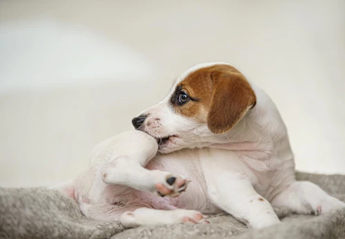 犬のアトピー性皮膚炎とは 症状や治療法 日常生活での注意点などを解説 獣医師監修 わんクォール 犬のアトピー性皮膚炎とは 症状や治療法 日常生活での注意点などを解説 獣医師監修 わんクォール