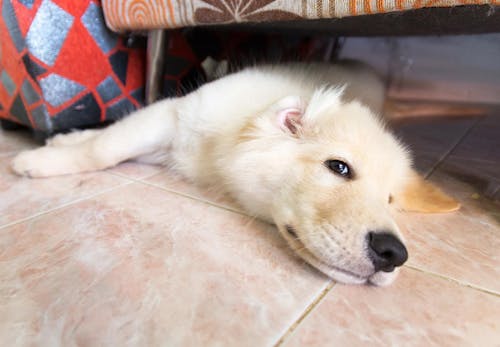 犬に氷を与える際の正しい方法は 注意点や 暑さ対策になるのかを解説 獣医師監修 わんクォール 犬に氷を与える際の正しい方法は 注意点や 暑さ対策になるのかを解説 獣医師監修 わんクォール