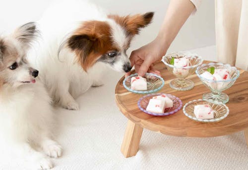 低カロリーおやつ 愛犬の暑さ対策に おうちの製氷皿で作れる超簡単スイカヨーグルトゼリーのレシピ わんクォール