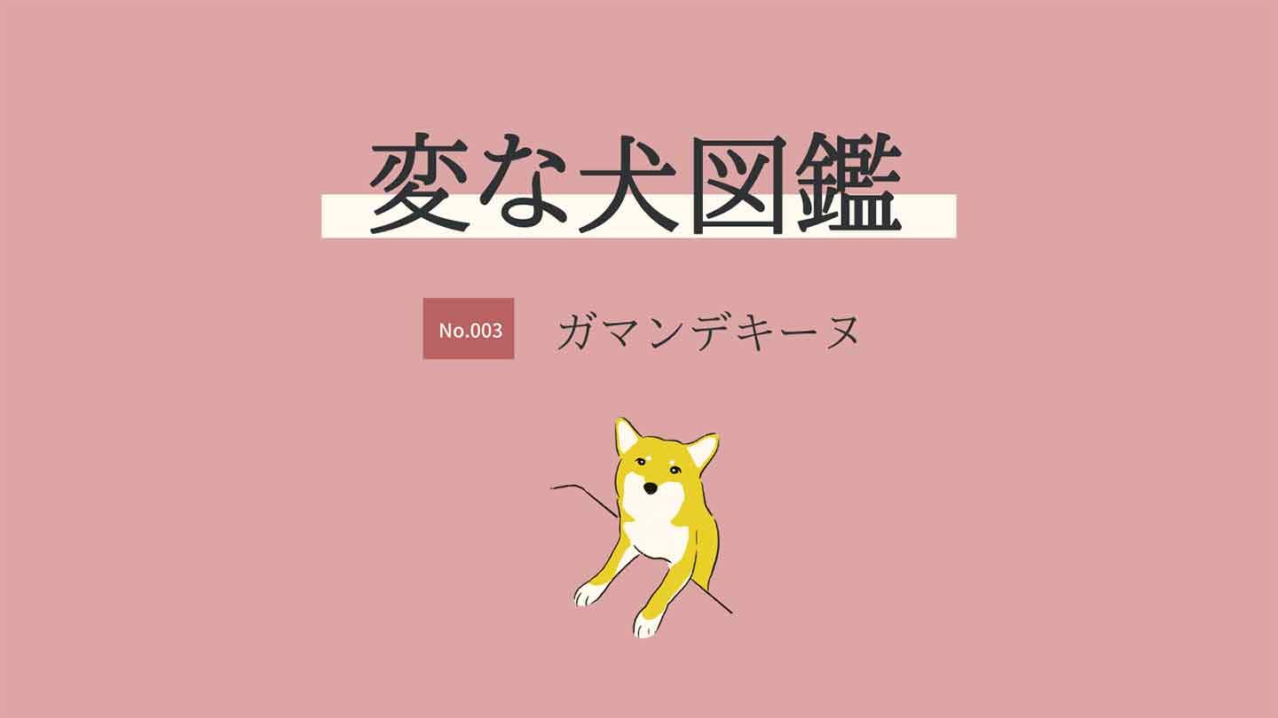 【変な犬図鑑No.003  ガマンデキーヌ】おやつを前に「待て」する犬を獣医師が解説！