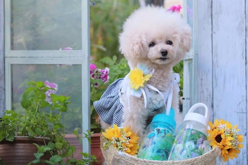 手作り透明シール 超簡単な愛犬デザインのウォーターボトルの作り方 100均の水筒に貼るだけリメイク わんクォール 手作り透明シール 超簡単な愛犬デザインのウォーターボトルの作り方 100均の水筒に貼るだけリメイク わんクォール