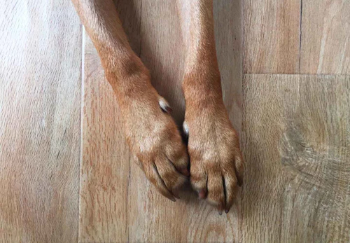 犬の指間炎はどんな病気 症状や原因 治療法について解説 獣医師監修 わんクォール 犬の指間炎はどんな病気 症状や原因 治療法について解説 獣医師監修 わんクォール