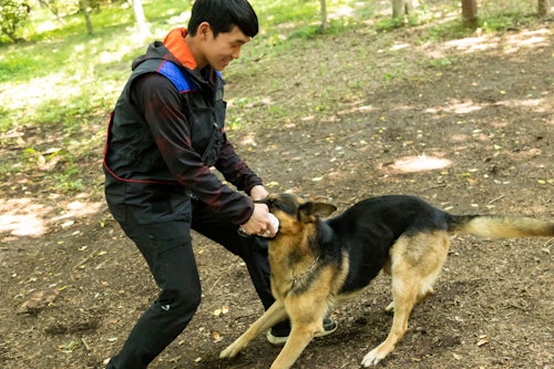 かじりんボーンで遊ぶ訓練士の稲留さんとジャーマン・シェパードの警察犬パクくん