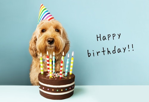 犬飼いの あるある行動 ベスト3 みんなが犬バカと感じたのは わんクォール 犬飼いの あるある行動 ベスト3 みんなが犬バカと感じたのは わんクォール