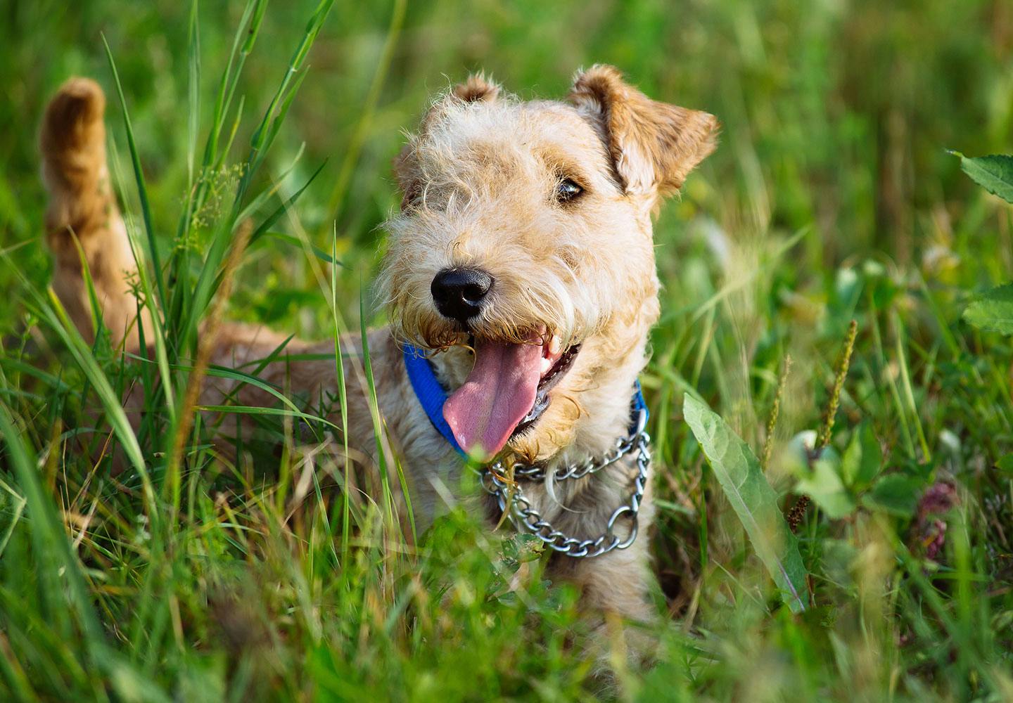 アウトドアやキャンプで注意！愛犬が虫やヘビ、ヒルに咬まれた時の対処法とは？【獣医師監修】