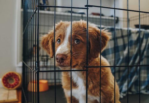 夏は夜でも油断しないで 犬が寝るときの暑さ対策7選 獣医師監修 わんクォール 夏は夜でも油断しないで 犬が寝るときの暑さ対策7選 獣医師監修 わんクォール
