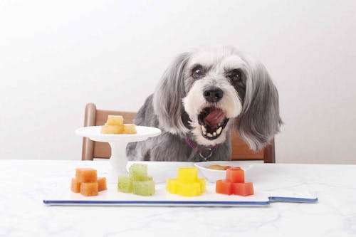 水分補給おやつ 超簡単 愛犬用カラフルゼリー ほぼゼロカロリーの寒天使用 お散歩に持っていける わんクォール 水分補給おやつ 超簡単 愛犬用カラフルゼリー ほぼゼロカロリーの寒天使用 お散歩に持っていける わんクォール