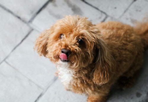 犬はもやしを食べても大丈夫 健康効果や 生と加熱どちらがいいのかなどの注意点について解説 獣医師監修 わんクォール 犬はもやしを食べても大丈夫 健康効果や 生と加熱どちらがいいのかなどの注意点について解説 獣医師監修 わんクォール