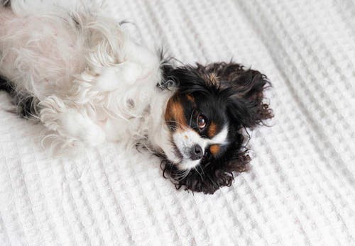 犬が飼い主にお尻をくっつける理由は 行動の裏にある心理や信頼関係の築き方について解説 獣医師監修 わんクォール 犬が飼い主にお尻をくっつける理由は 行動の裏にある心理や信頼関係の築き方について解説 獣医師監修 わんクォール