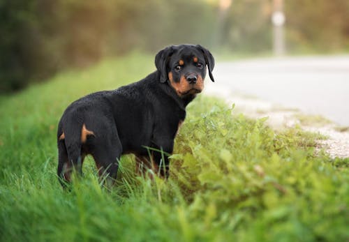 犬が飼い主にお尻をくっつける理由は 行動の裏にある心理や信頼関係の築き方について解説 獣医師監修 わんクォール