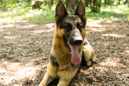 座っているジャーマン・シェパードの警察犬パクくん