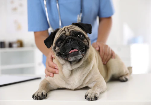 犬にささみを食べさせても大丈夫 与えるメリットや適量 注意点などを解説 獣医師監修 わんクォール 犬にささみを食べさせても大丈夫 与えるメリットや適量 注意点などを解説 獣医師監修 わんクォール