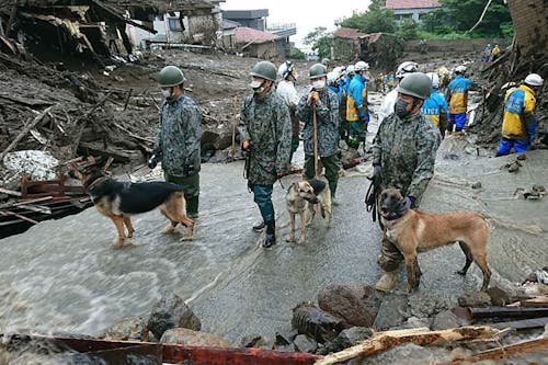 働く犬たちの引退後を知っていますか 里親となって余生を一緒に過ごすボランティアについても紹介 わんクォール 働く犬たちの引退後を知っていますか 里親となって余生を一緒に過ごすボランティアについても紹介 わんクォール