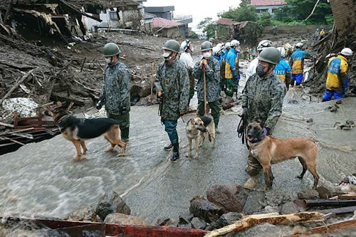 働く犬たちの引退後を知っていますか 里親となって余生を一緒に過ごすボランティアについても紹介 わんクォール