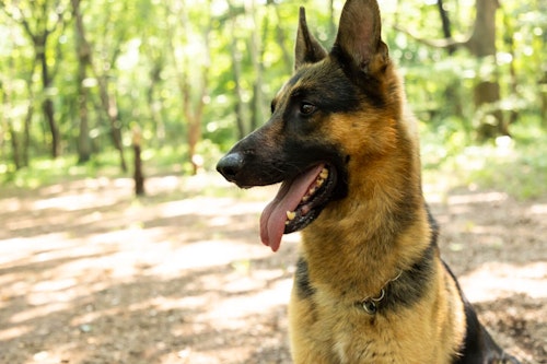 ジャーマン・シェパードの警察犬パクくん