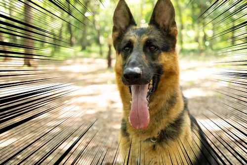 検証企画 犬好きライターが本気で挑戦 警察犬をエサやおもちゃで誘惑することはできるのか ー後編ー わんクォール 検証企画 犬好きライターが本気で挑戦 警察犬をエサやおもちゃで誘惑することはできるのか ー後編ー わんクォール