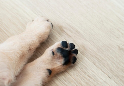 犬の指間炎はどんな病気？症状や原因、治療法について解説【獣医師監修】