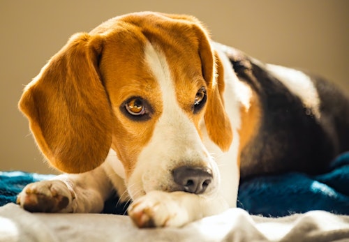 犬にピーナッツ 落花生 を食べさせても大丈夫 避けた方がいい理由と注意点について解説 獣医師監修 わんクォール 犬にピーナッツ 落花生 を食べさせても大丈夫 避けた方がいい理由と注意点について解説 獣医師監修 わんクォール
