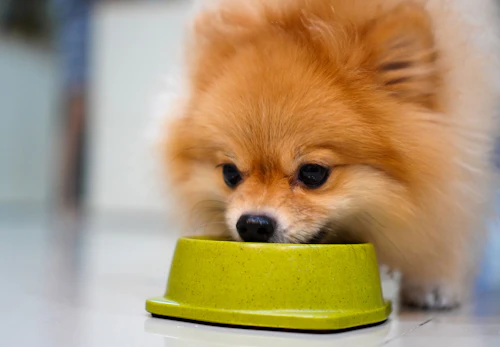 犬にささみを食べさせても大丈夫 与えるメリットや適量 注意点などを解説 獣医師監修 わんクォール 犬にささみを食べさせても大丈夫 与えるメリットや適量 注意点などを解説 獣医師監修 わんクォール