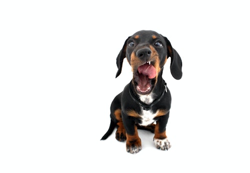 犬がゲップをする理由とは 頻繁にする犬の特徴 注意が必要な場合や対処法について解説 獣医師監修 わんクォール 犬がゲップをする理由とは 頻繁にする犬の特徴 注意が必要な場合や対処法について解説 獣医師監修 わんクォール