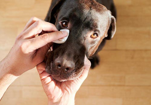 嫌がる犬に目薬を上手に差す方法は 正しい手順とやってはいけないng行動を解説 獣医師監修 わんクォール