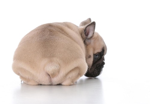 犬が飼い主にお尻をくっつける理由は 行動の裏にある心理や信頼関係の築き方について解説 獣医師監修 わんクォール 犬が飼い主にお尻をくっつける理由は 行動の裏にある心理や信頼関係の築き方について解説 獣医師監修 わんクォール