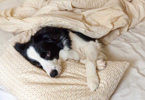 夏は夜でも油断しないで 犬が寝るときの暑さ対策7選 獣医師監修 わんクォール