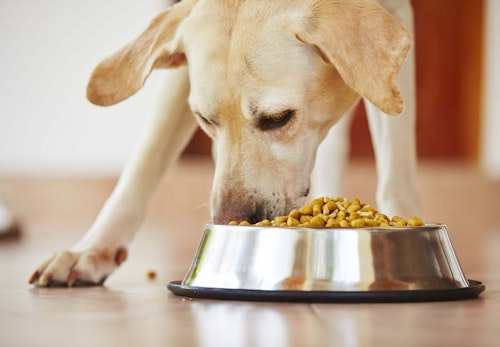 犬の早食いはやめさせるべき？4つのリスクと防止策を解説【獣医師監修】