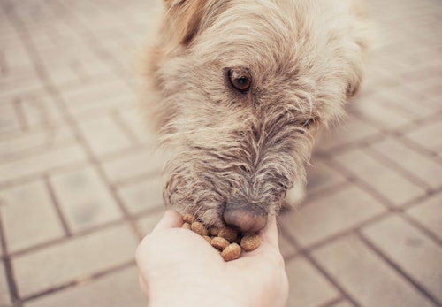犬にピーナッツ 落花生 を食べさせても大丈夫 避けた方がいい理由と注意点について解説 獣医師監修 わんクォール 犬にピーナッツ 落花生 を食べさせても大丈夫 避けた方がいい理由と注意点について解説 獣医師監修 わんクォール