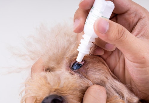 嫌がる犬に目薬を上手に差す方法は 正しい手順とやってはいけないng行動を解説 獣医師監修 わんクォール 嫌がる犬に目薬を上手に差す方法は 正しい手順とやってはいけないng行動を解説 獣医師監修 わんクォール