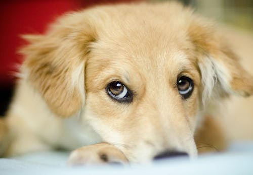 嫌がる犬に目薬を上手に差す方法は 正しい手順とやってはいけないng行動を解説 獣医師監修 わんクォール