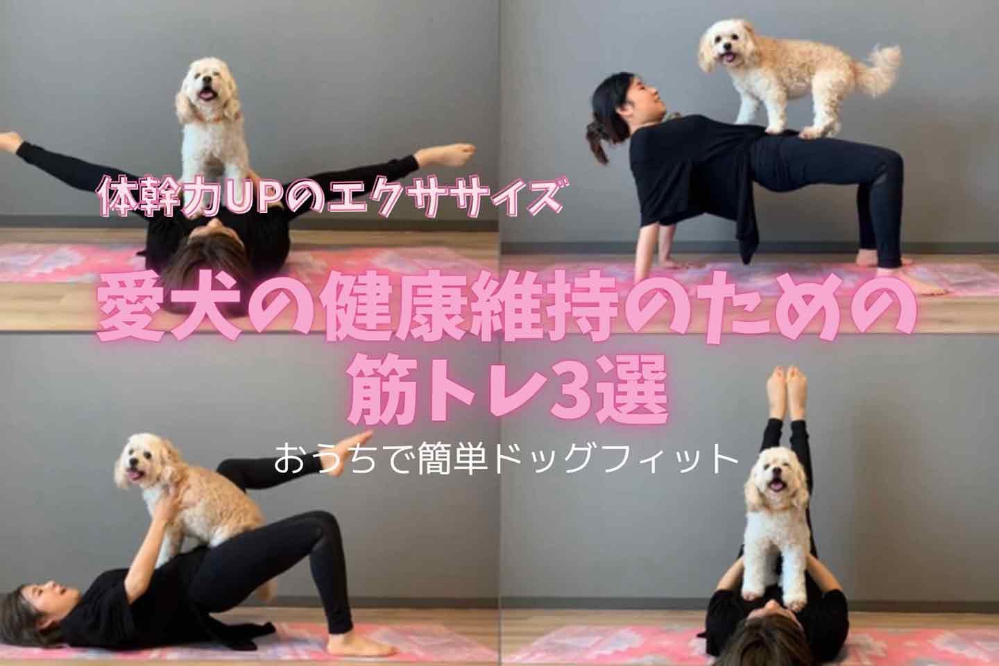 【体幹力UP】愛犬の健康維持のための筋トレ3選!四肢の強化は老後にも効く♪
