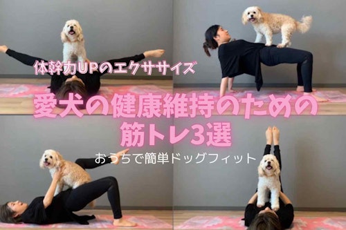 【体幹力UP】愛犬の健康維持のための筋トレ3選！四肢の強化は老後にも効く♪