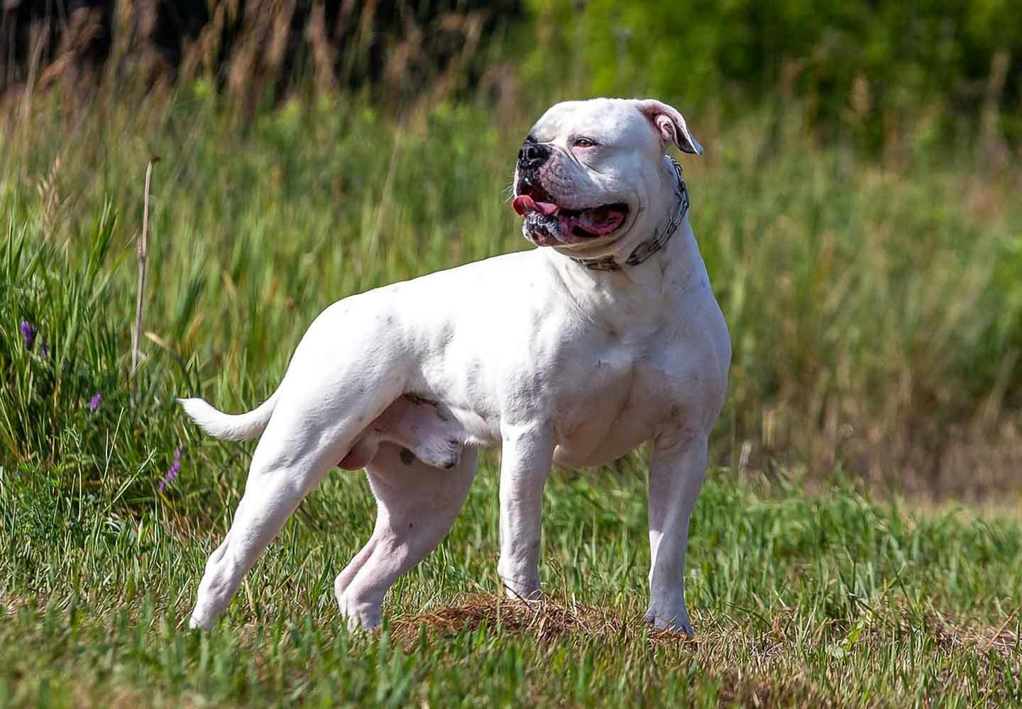 犬にも筋トレが必要 筋肉をつける最適な方法を運動 食事の両面で解説 獣医師監修 わんクォール