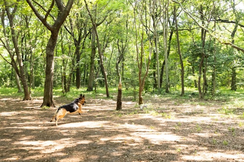 かじりんボーンで遊ぶジャーマン・シェパードの警察犬パクくん