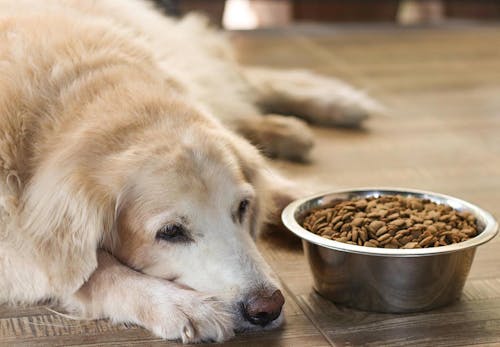 老犬の最期を看取る心構えとは 老衰の前兆と お別れの際に飼い主ができること 準備するものを解説 獣医師監修 わんクォール