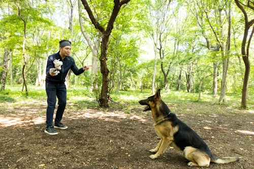 かじりんボーンで遊ぶ犬が大好きなライターの竹内とジャーマン・シェパードの警察犬パクくん