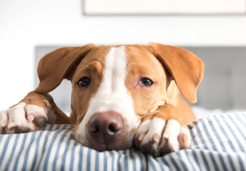 犬にささみを食べさせても大丈夫 与えるメリットや適量 注意点などを解説 獣医師監修 わんクォール